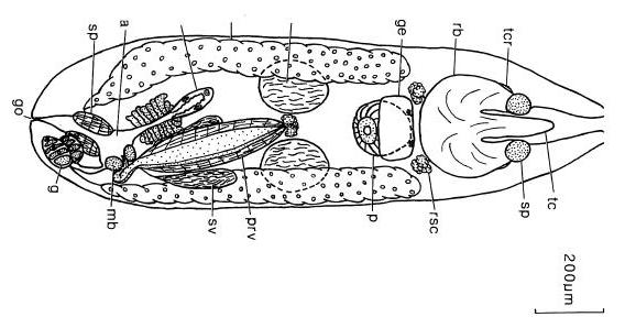 Представитель Семейства Crassicollidae